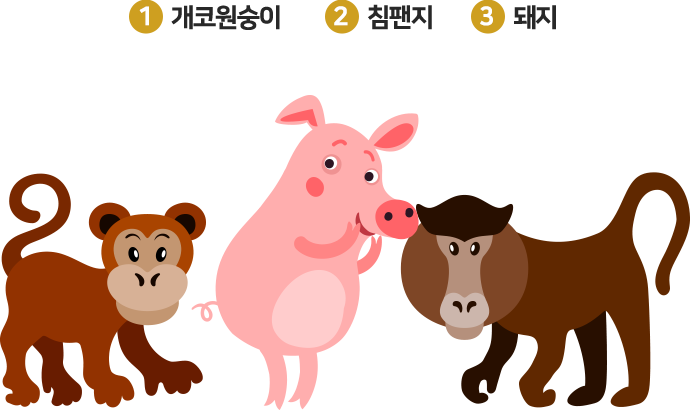 hint : 1. 개코원숭이 2. 침팬지 3. 돼지 | 퀴즈 출제자 : 강원대학교병원 류동열 교수님