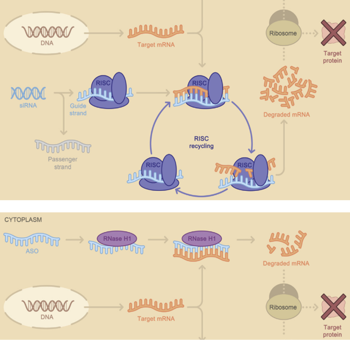 Si RNA